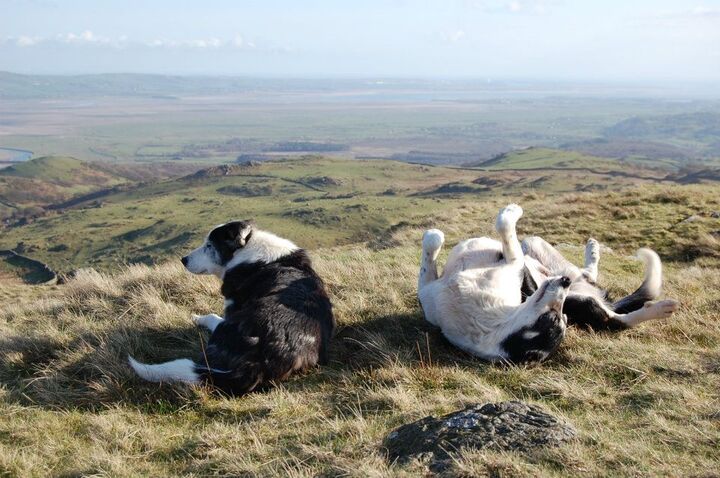 Two sheepdogs rest on a grassy fell hillside overlooking a wide valley, from The Hill Farmer documentary.